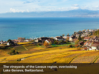 The Lavaux Region